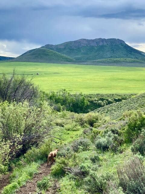 Focus Ranch