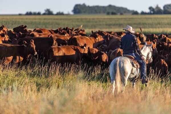 Bieber Red Angus Ranch - SD