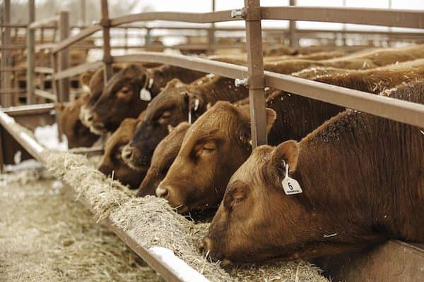 Bieber Red Angus Ranch - SD