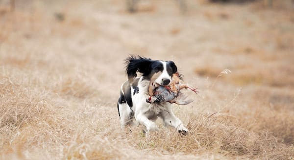 Blixt & Co. Hunting Idaho