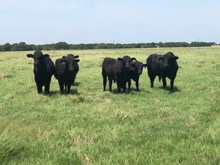 Salt Creek Ranch - Texas