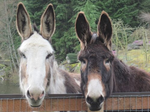 Mas Ass Acres Sanctuary