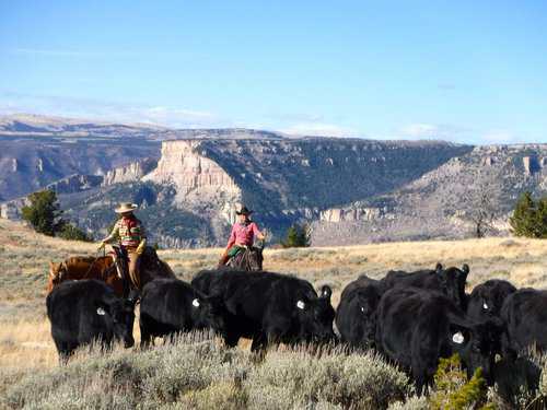 Working Wrangler needed at Upscale Riding Guest Ranch in Wyoming