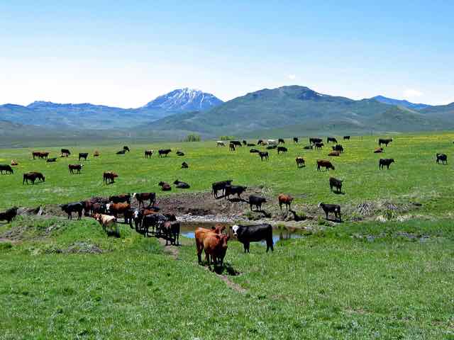 Focus Ranch - Cattle in May