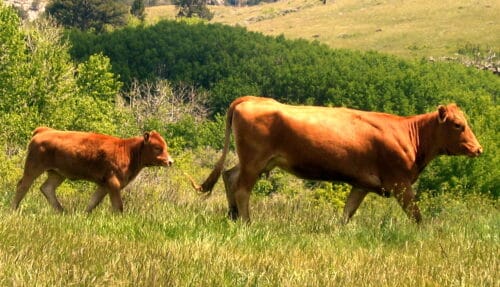 WY Ranch