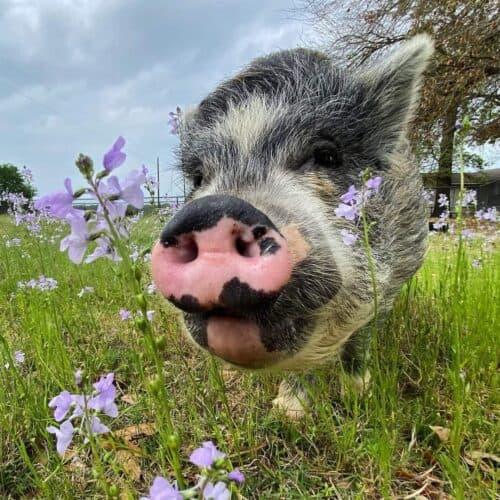 Black Beauty Ranch TX