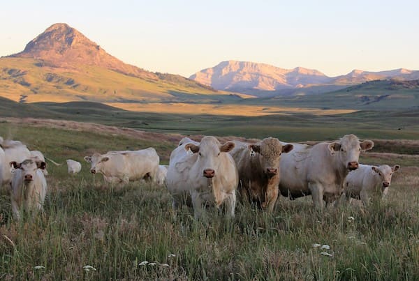 Cobb Charolais Ranch - Montana