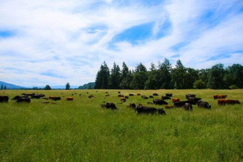Colvin Ranch WA