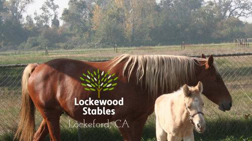 Assistant Horse Trainer needed in Northern California