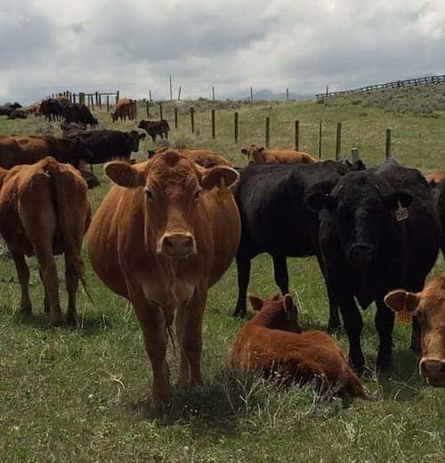 cow calf cattle