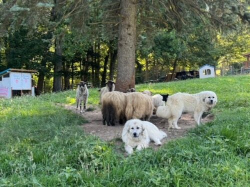 Smith's Hidden Meadow Farm NC