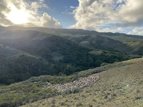 Cuyama Lamb - CA