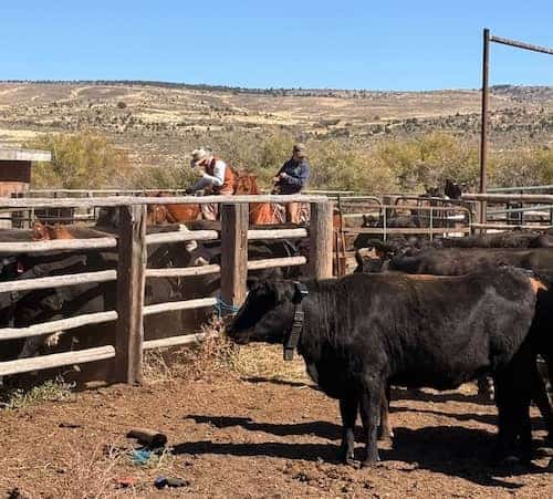 D bar J Ranch Oregon