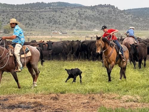 D bar J Ranch Oregon