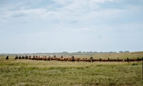 Bieber Red Angus Ranch