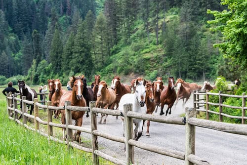 Red Horse Mountain Ranch - Idaho