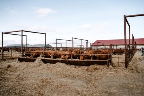 Bieber Red Angus Ranch SD