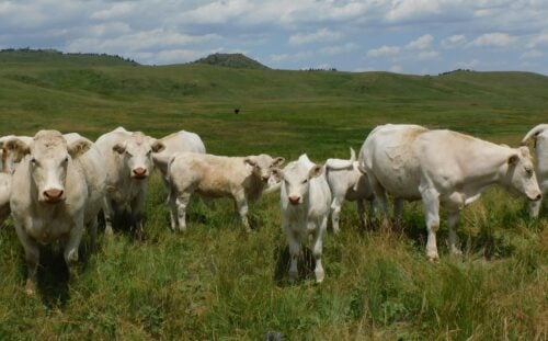 Cobb Charolais MT