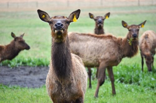 Heartland Elk Guest Ranch NE