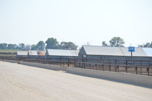 Front Range Cattle Company Colorado