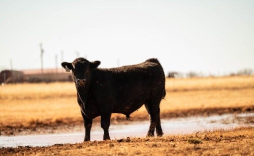 Pollard Farms Oklahoma