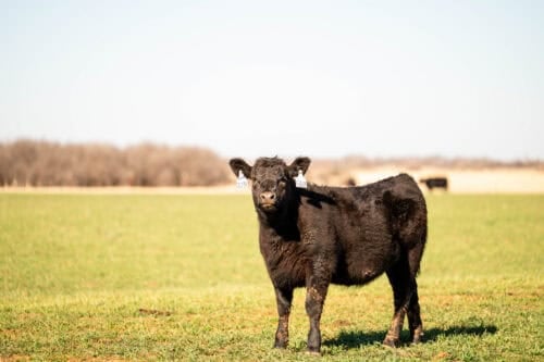 Pollard Farms Oklahoma