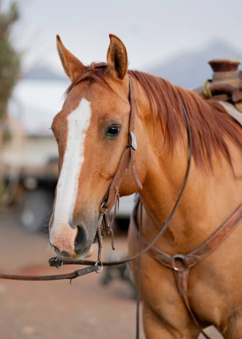 Vera Earl Ranch Inc. AZ