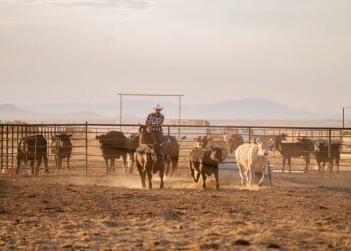 Vera Earl Ranch Inc. AZ