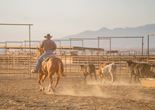 Vera Earl Ranch Inc. AZ