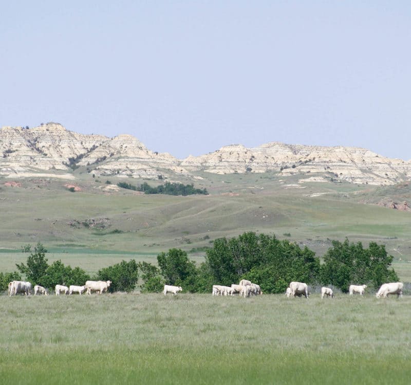 Eaton Charolais Ranch Montana