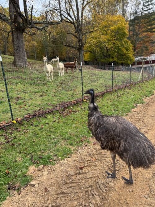 Smith's Hidden Meadow Farm NC