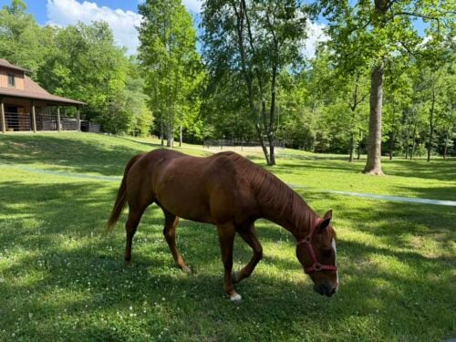 GA Horse Ranch