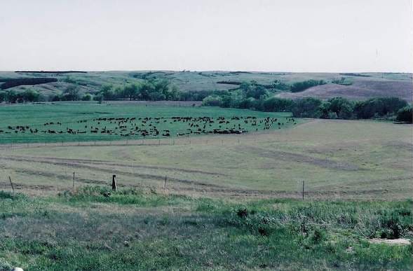 Clear Creek Land & Livestock