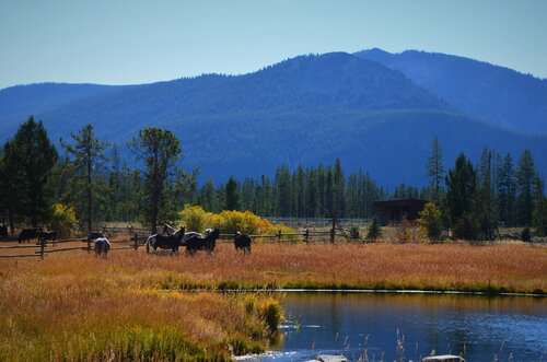 Caretaker Couple needed at privately owned Guest Ranch in Wise River