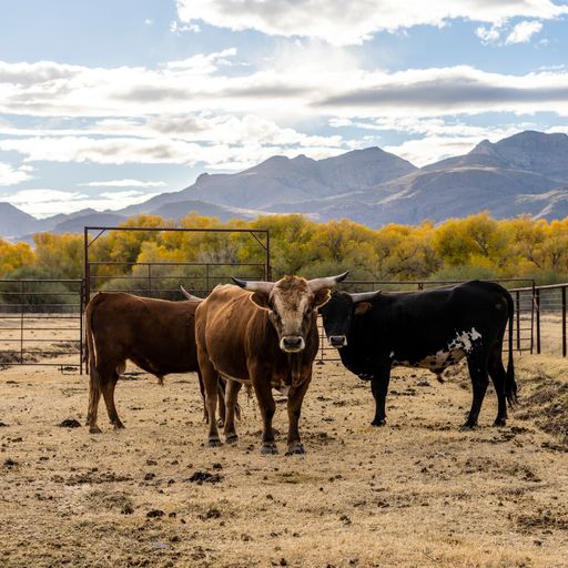 Gutfahr Land & Cattle Co. LLC - Arizona
