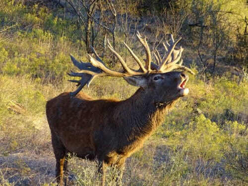 Squaw Mountain Ranch - TX