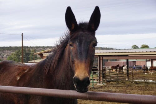 Mule