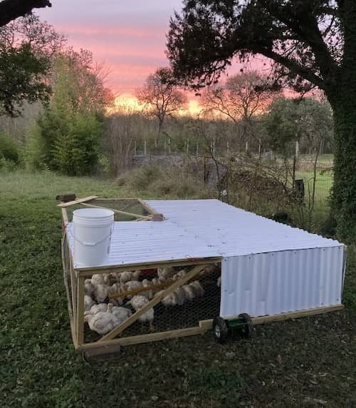 Geosmin Regenerative Farm TX