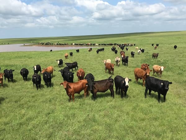 Gerloff Land & Cattle - Oklahoma