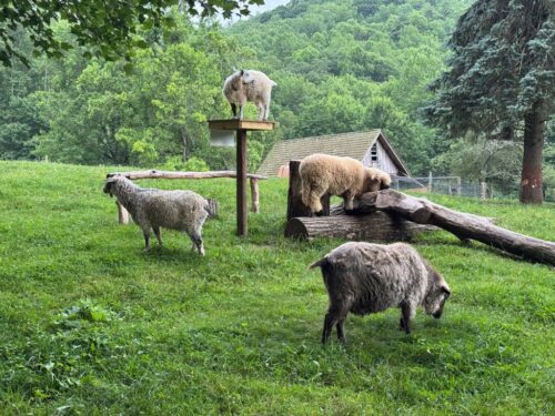 Smith's Hidden Meadow Farm NC