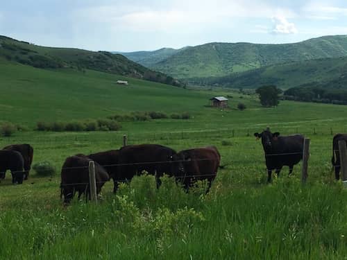 Good Hope Cattle Colorado