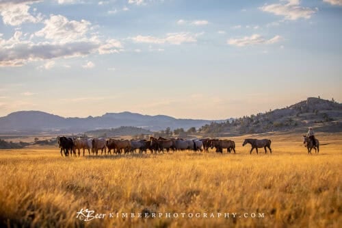 Diamond Land & Livestock WY