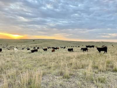Hodges Ranch and Cattle Company - Oklahoma