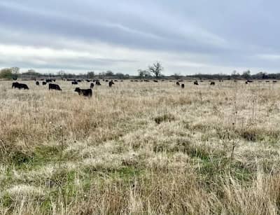 Hodges Ranch and Cattle Company - Oklahoma