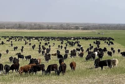 Hodges Ranch and Cattle Company - Oklahoma