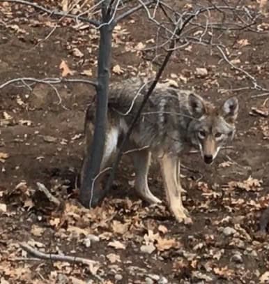 Wildhaven Ranch Wildlife Sanctuary