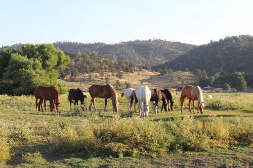 Rankin Ranch