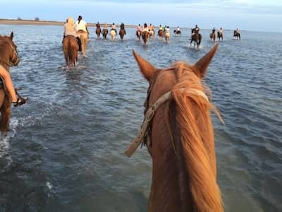 South Padre Island Horseback Riding