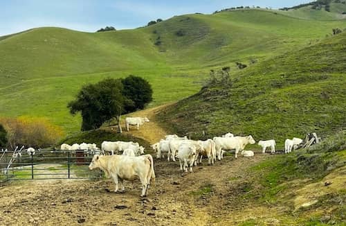 Hosanna Heroes Ranch