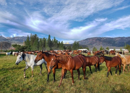 Breakfast Cook & Prep Chef needed at California Dude Ranch